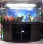 Панорамный аквариум "Аквас" 600 л. – купить по низкой цене