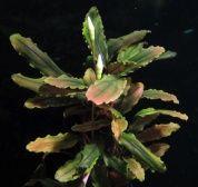 Bucephalandra sp. "Copper Leaf Melawi (Буцефаландра Купер Лиф Мелави)