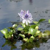 Прудовое растение Водный гиацинт – купить по низкой цене