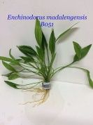 Echinodorus madalengensis T/C CUP – купить по низкой цене
