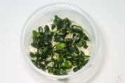 Bucephalandra green wavy T/C CUP – купить по низкой цене