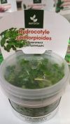 Hydrocotyle sibthorpioides (Щитолистник сибторпиоидес)  – купить по низкой цене