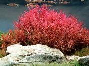 Nesaea praetermissa (Несея красная) – купить по низкой цене
