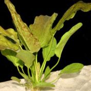 Эхинодорус Оцелот зеленый – купить по низкой цене