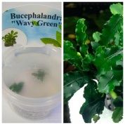 Bucephalandra sp. «Wavy Green» (Буцефаландра «Зеленая волна»)  – купить по низкой цене