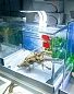 Нано аквариум KW Zone Dophin GT3003, 31л