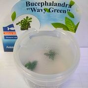 Bucephalandra sp. «Wavy Green» (Буцефаландра «Зеленая волна»)  – купить по низкой цене