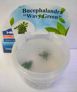 Bucephalandra sp. «Wavy Green» (Буцефаландра «Зеленая волна») 