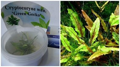 Cryptocoryne Wendtii «Green Gecko» (Криптокорина Вендта «Зеленый Геккон»)