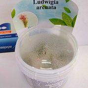 Ludwigia arcuata (Людвигия аркуата) – купить по низкой цене