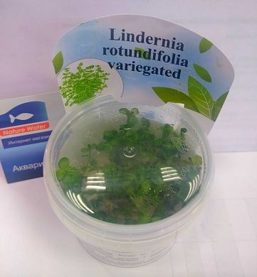 Lindernia rotundifolia variegated (Линдерния круглолистная узорчатая)