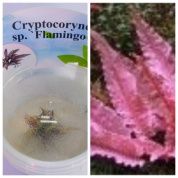 Cryptocoryne sp. «Flamingo» (Криптокорина «Фламинго») – купить по низкой цене
