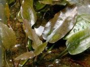 Cryptocoryne griffithii T/C CUP