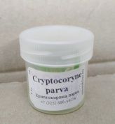Cryptocoryne parva (Криптокорина Парва)