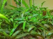 Cryptocoryne affinis T/C CUP