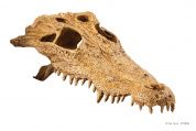 Укрытие для рептилий Exo Terra череп крокодила – купить по низкой цене