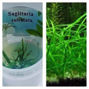 Sagittaria subulata (Сагитария субулата)