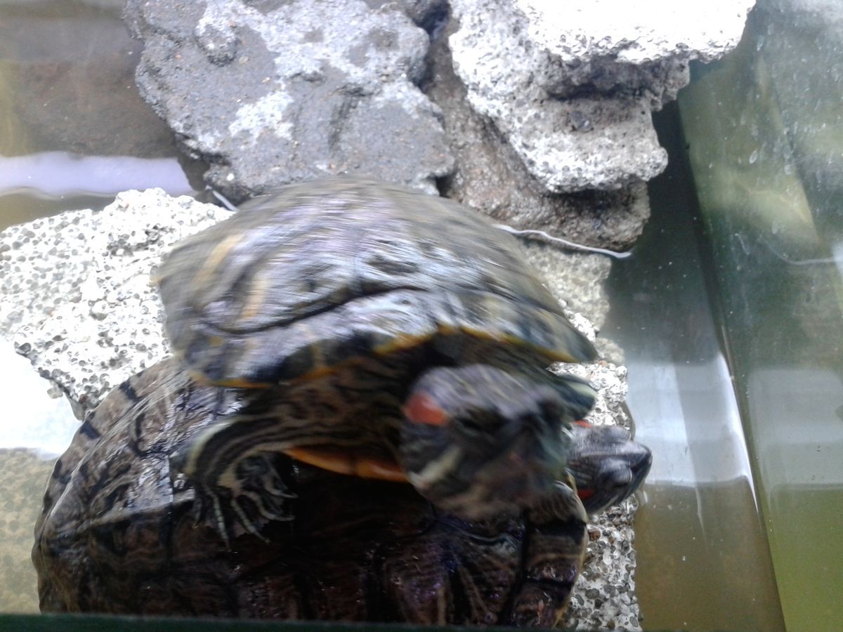 Спячка черепахи в домашних условиях. Акватеррариум Майя черепаха. Черепаха водяная спячка. Черепахи водяные комнатные. Спячка водных черепах.