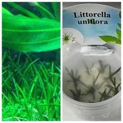 Littorella uniflora (Литторелла унифлора)