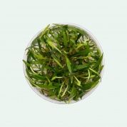 Cryptocoryne lucens T/C CUP