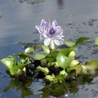 Прудовое растение Водный гиацинт