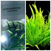 Echinodorus latifolius (Эхинодорус Латифолиус)