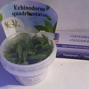 Echinodorus quadricostatus (Эхинодорус четырехреберный)