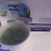 Didiplis diantra (Бутырлак двухтычинковый)