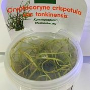 Cryptocoryne crispatula var. tonkinensis (Криптокарина Тонкиненсис)
