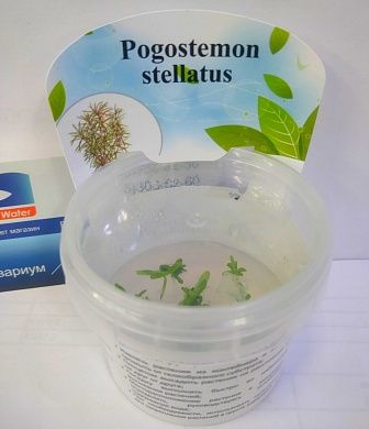 Pogostemon stellatus (Погостемон стеллатус) мер
