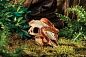 Укрытие для рептилий Exo Terra череп бизона