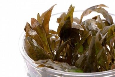 Cryptocoryne wendtii brown T/C CUP