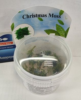 Vesicularia montagnei "Christmas Moss" (Мох Рождественский)