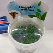 Limnophila aromatica (Лимнофила ароматика)