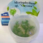 Myriophyllum sp. «Guyana» (Перистолистник «Гайана»)