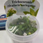 Trichocoronis rivularis "Variegata" (Дубок мексиканский мраморный)
