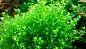 Micranthemum Micranthemoides (Микрантемум малоцветковый)