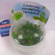 Lindernia rotundifolia variegated (Линдерния круглолистная узорчатая)