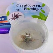 Cryptocoryne sp. «Flamingo» (Криптокорина «Фламинго»)