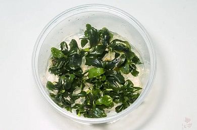 Bucephalandra green wavy T/C CUP