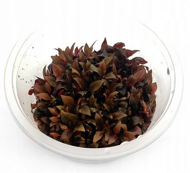 Alternanthera rosaefolia T/C CUP (Альтернантера розовая)