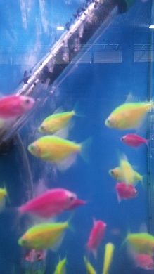 Тернеция GloFish синяя