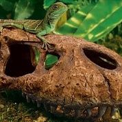 Укрытие для рептилий Exo Terra череп динозавра – купить по низкой цене