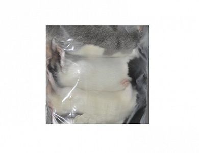 Крыса взрослая (2 шт. в пакете вакуумном)