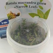 Rotala macrandra Green (Ротала крупнотычинковая зеленая) 