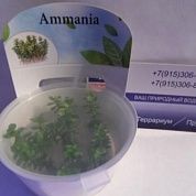 Ammania sp "Bonsai" (Аммания "Бонсай")